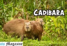 Cadibara