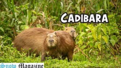 Cadibara